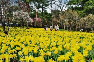 花を楽しむ！春の女子旅おすすめスポット5選【関東】