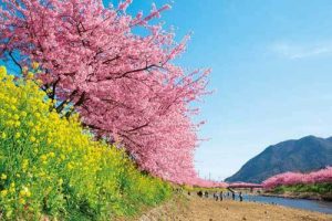 春はやっぱり桜でしょ♡一度は行きたい桜スポット【関東】